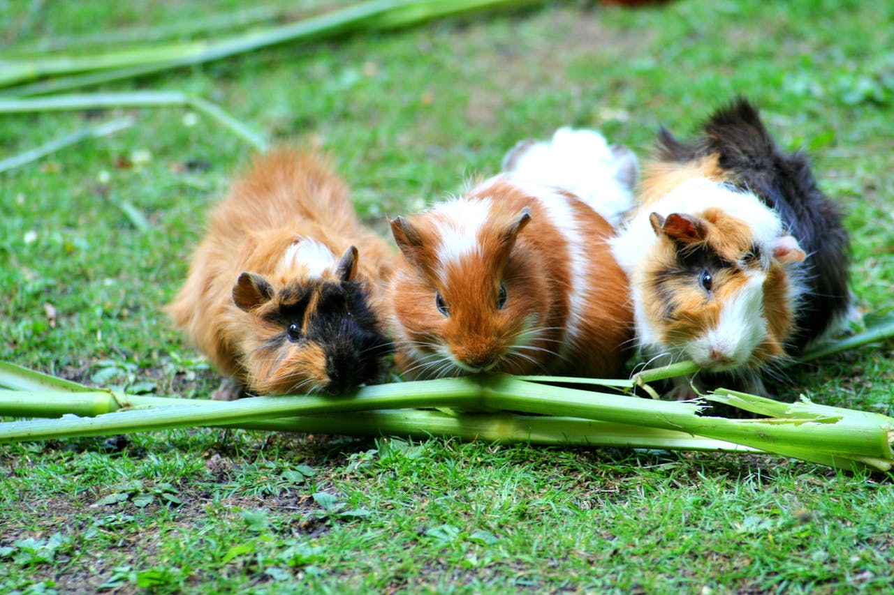 The Art of Drawing Readers In: Your attractive post title goes here Three cute guinea pigs enjoying fresh green stalks on the grass in a lush outdoor setting.