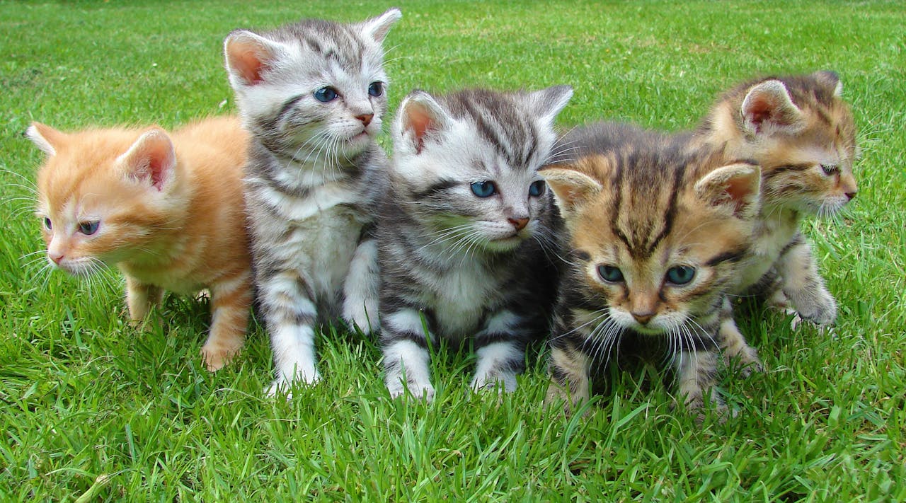 Mastering the First Impression: Your intriguing post title goes here A group of five cute kittens exploring and playing on lush green grass outdoors.