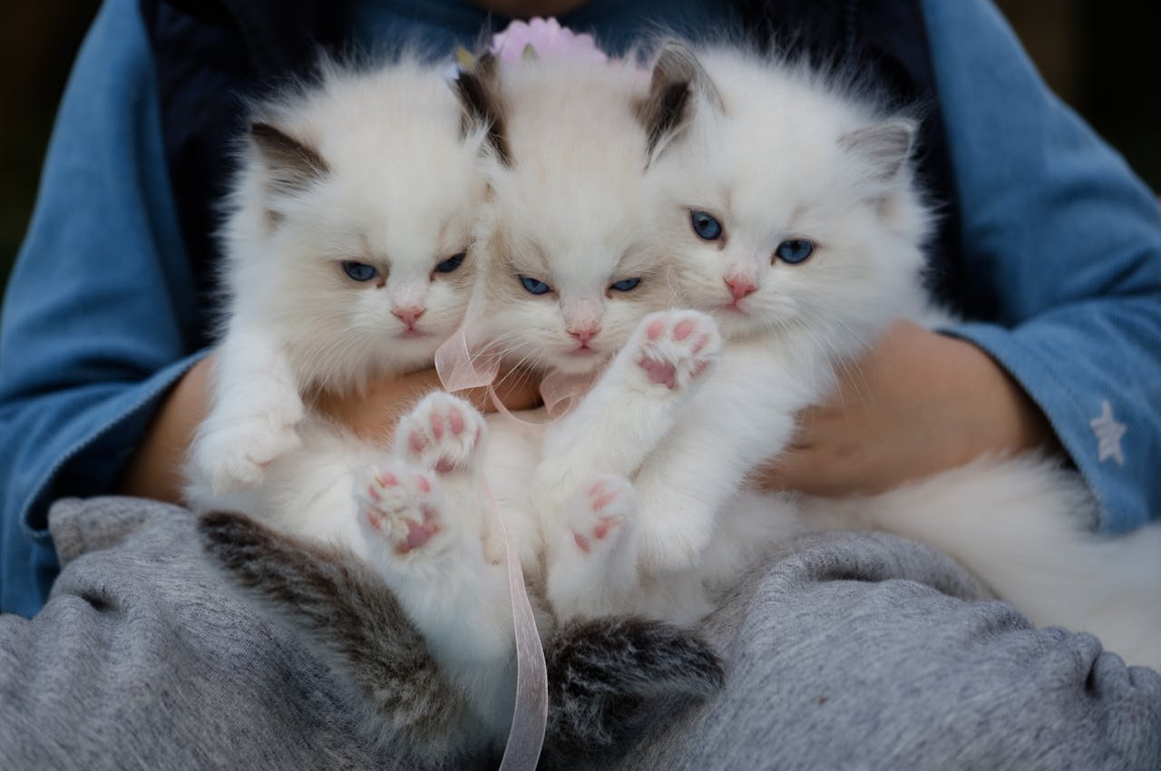 services-03 Three fluffy ragdoll kittens with blue eyes being held gently, showcasing their cuteness.